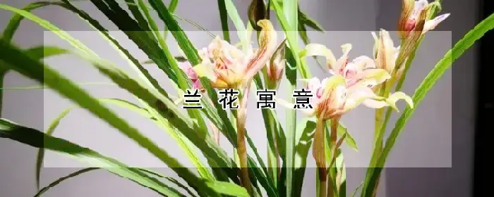 兰花寓意