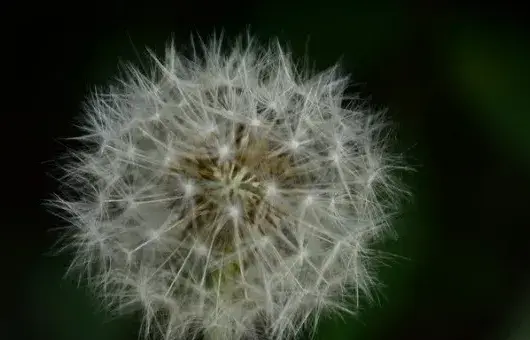 蒲公英多长时间割一茬