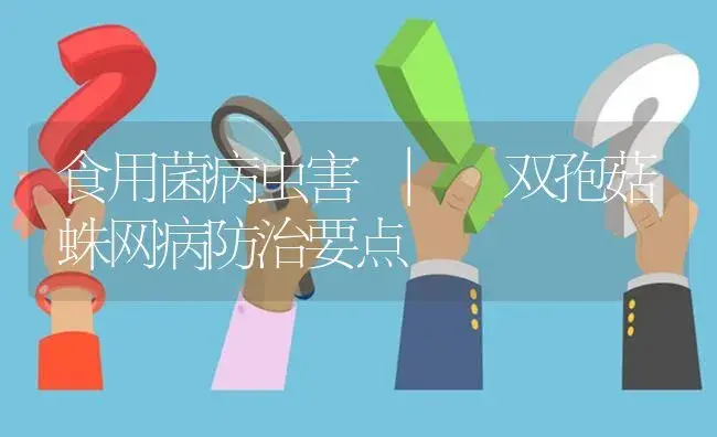 双孢菇蛛网病防治要点 | 菌菇种植