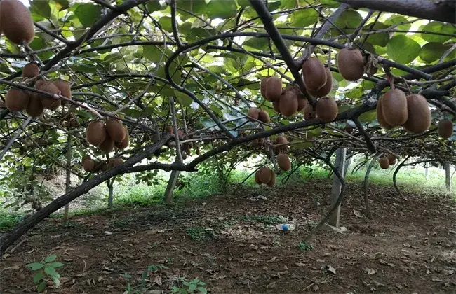 猕猴桃树修剪小心事项