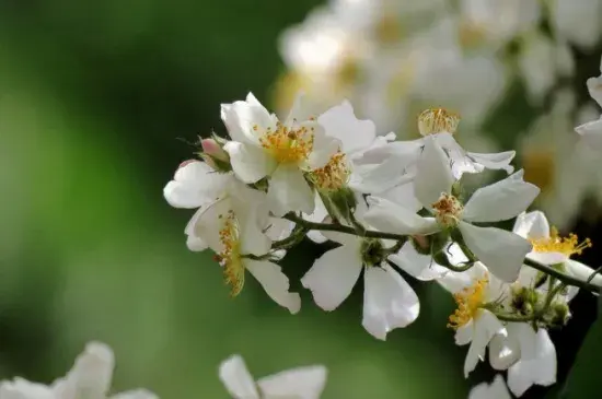 荼蘼的花语及传说，花语为末日之美