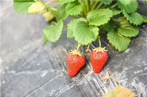 草莓什么时候种好？五大对策解决叶片发黄问题。