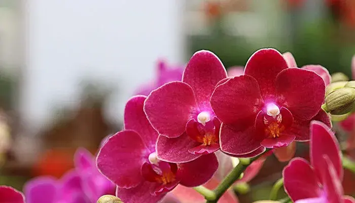 紫罗兰花的花语是什么 紫罗兰花的花语是什么呢