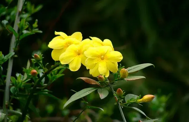 如何延长迎春花花期