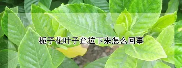 栀子花叶子耷拉下来怎么回事