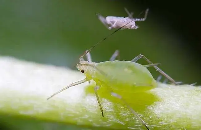 昙花病虫害防治和治疗办法