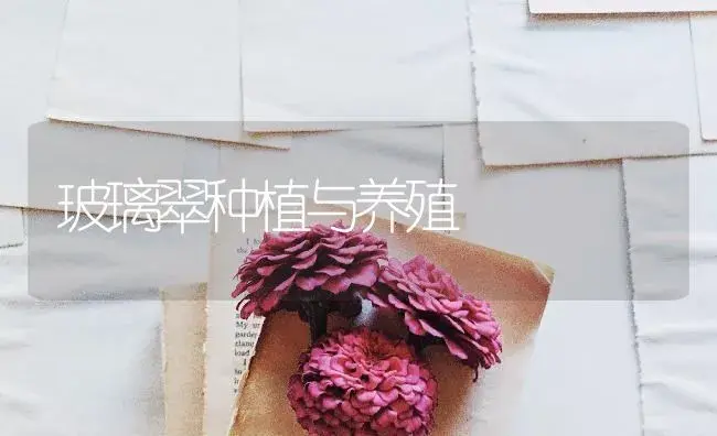 玻璃翠种植与养殖 | 特种种植