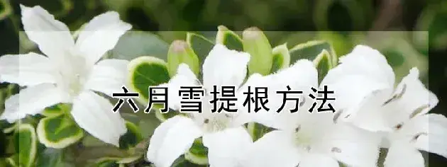 六月雪提根方法