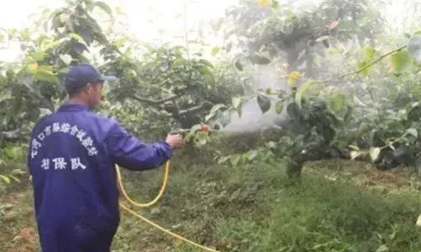 果树夏季喷药注意事项