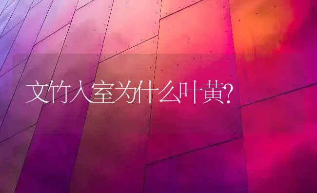 文竹入室为什么叶黄？ | 家庭养花