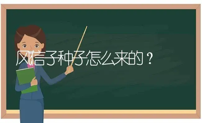 风信子种子怎么来的？ | 绿植常识