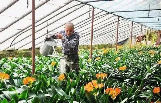 夏季怎样浇花才能长势好