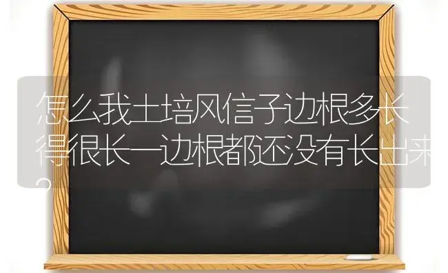 怎么我土培风信子边根多长得很长一边根都还没有长出来？ | 绿植常识