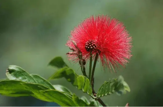 朱缨花这么好看花语有哪些？