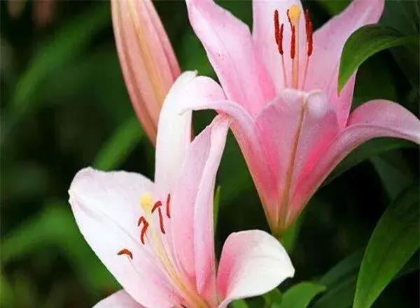 香水百合开花时间和图片 香水百合花语寓意