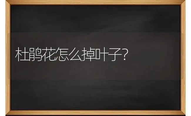 杜鹃花怎么掉叶子？ | 绿植常识