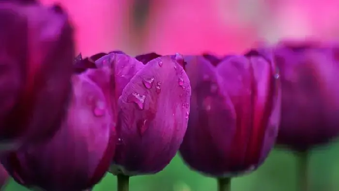 紫色郁金香花语