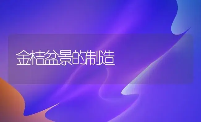 金桔盆景的制造 | 家庭养花