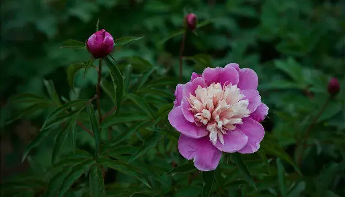 芍药花语是什么 芍药花语是什么意思