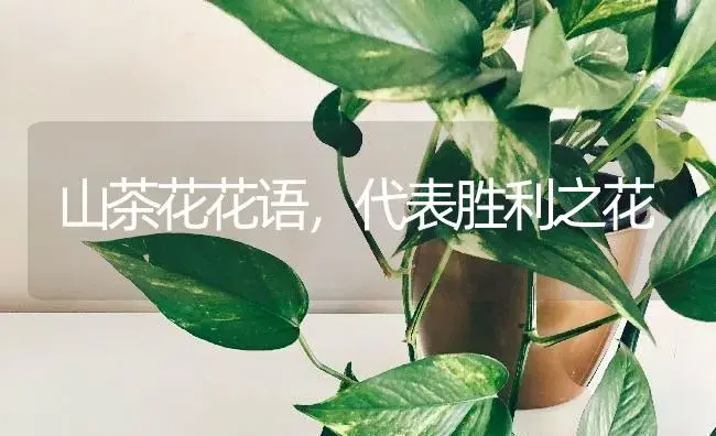 山茶花花语，代表胜利之花 | 绿植寓意