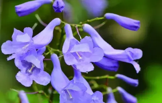 花楹主要分为哪两种？红花楹花语和种植注意事项