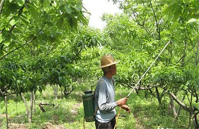 果树夏天喷药小心事项