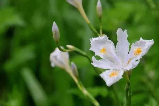 鸾尾花的花语