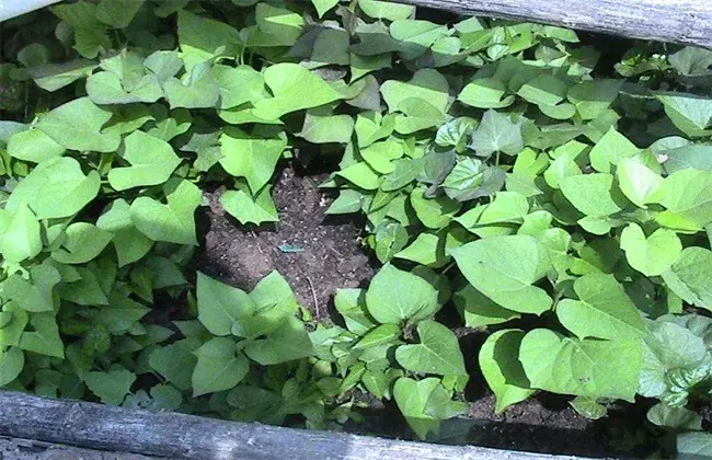 紫薯高产种植管理技术