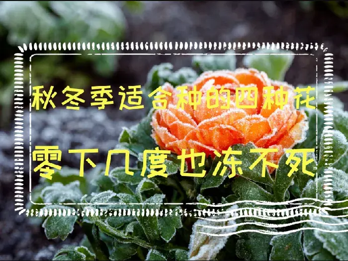 秋冬季适合种的四种花，零下几度也冻不死