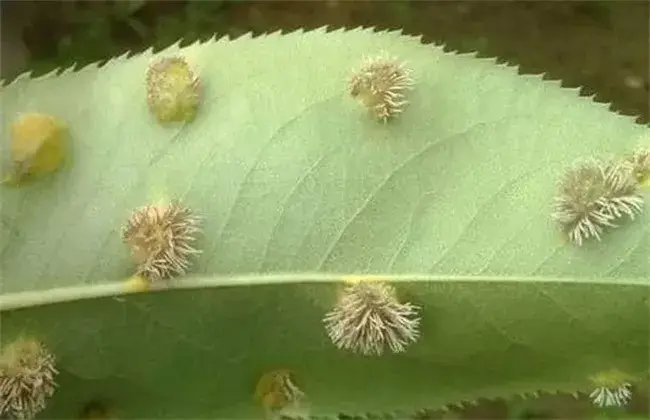 苹果锈病的防治和治疗办法