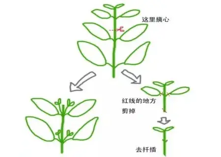 盆栽修剪 | 盆栽矮牵牛如何摘心图解