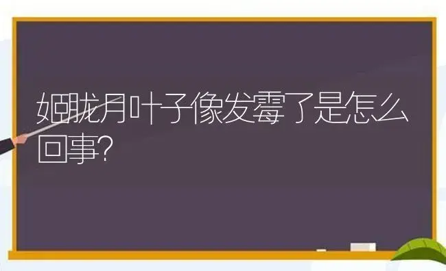 姬胧月叶子像发霉了是怎么回事？ | 多肉养殖