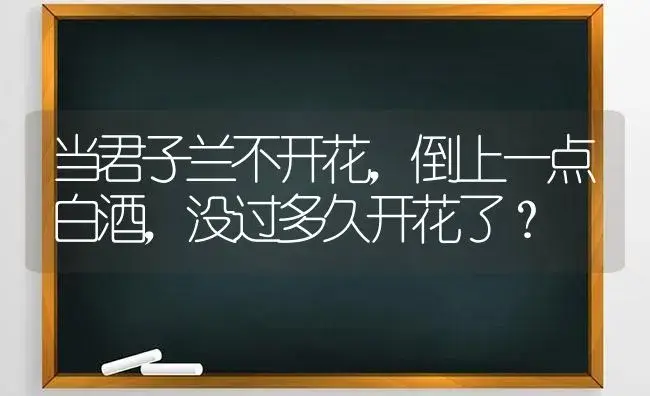 当君子兰不开花，倒上一点白酒，没过多久开花了？ | 绿植常识