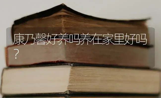 康乃馨好养吗养在家里好吗？ | 绿植常识