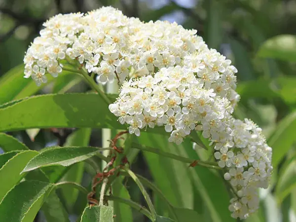 石楠花花语有哪些？