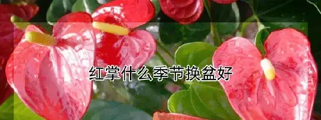 红掌什么季节换盆好