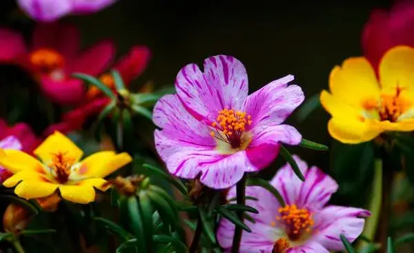 半支莲什么时候开花，半支莲花期多长/5月开花/花语光明