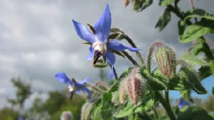 琉璃苣花语