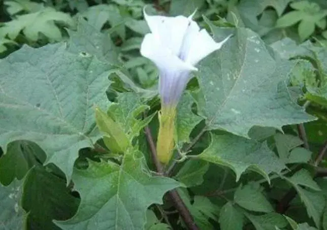 洋金花的花语是什么，黑暗死亡和欺诈/幸福希望和理性