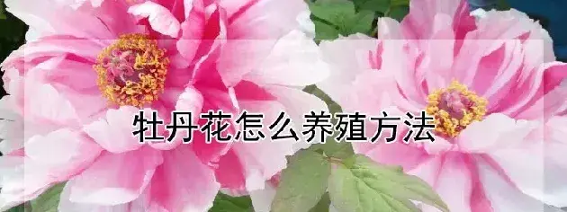 牡丹花怎么养殖方法