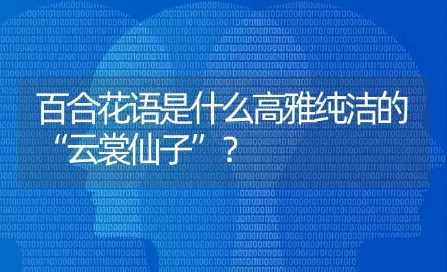 百合花语是什么高雅纯洁的“云裳仙子”？ | 绿植常识