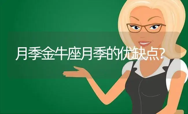 月季金牛座月季的优缺点？ | 绿植常识