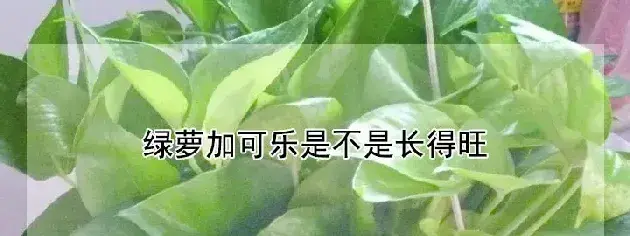 绿萝加可乐是不是长得旺