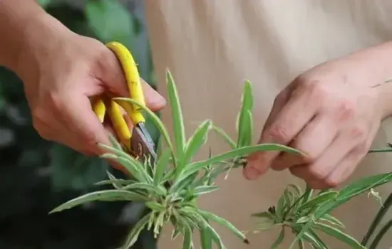 盆栽育苗 | 吊兰匍匐茎太多 可以这样移植