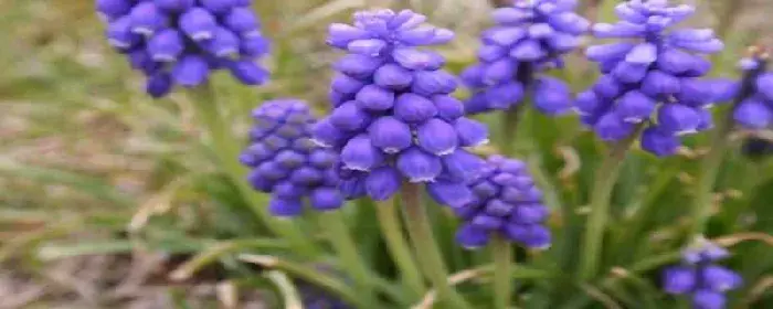 蓝风铃花语，怎么养殖：花语，怎么养殖