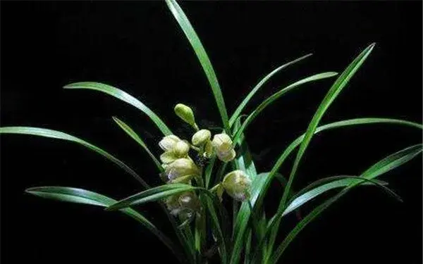 兰花开花时间和图片 兰花的花语寓意介绍