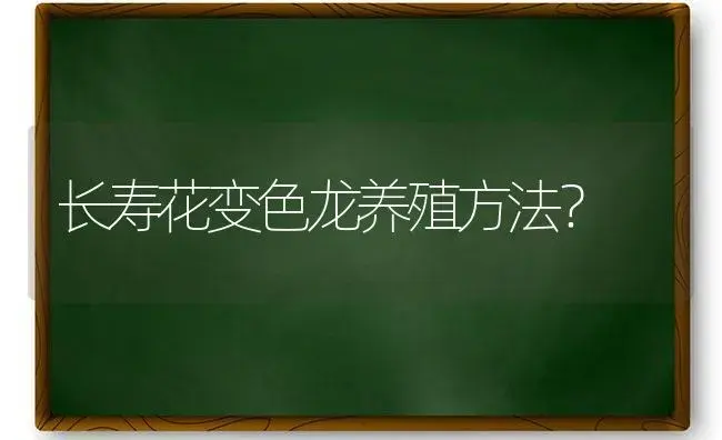 长寿花变色龙养殖方法？ | 多肉养殖