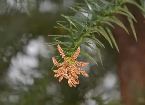 表示新生的花 花语是新生的花