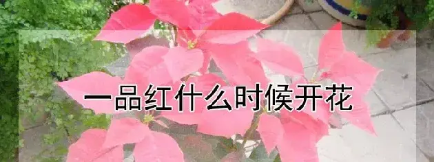 一品红什么时候开花