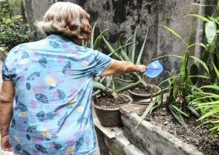 盆栽浇水 | 盆栽芦荟浇水注意事项